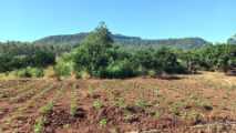 Terreno em Joanete - Picada Café/RS!